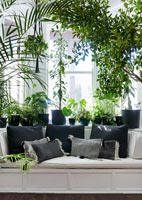 Living room with display of green houseplants in black containers 