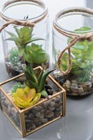 Succulents in glass jars 