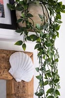 Trailing houseplant and shell decoration on wooden frame 