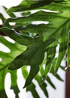 Large green leaf - houseplant detail 
