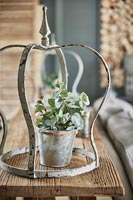 Rustic house plant