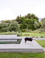 Pet dog standing by swimming pool 