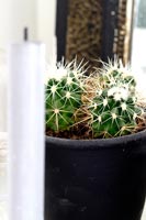 Close up view of cactus plant 