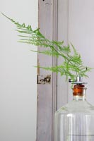 Glass bottle with fern displayed 