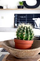 Cactus house plant 