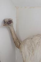 Stuffed ostrich 