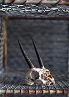 Animal skull displayed