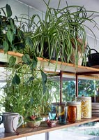 Shelves with house plants 