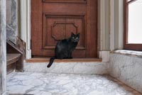 Black cat sat on step 