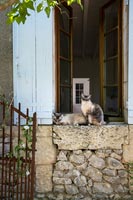 Pet cats relaxing on stone windowsill on exterior of country house, summer.