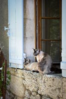 Pet cats on stone windowsill, exterior of country house, summer. 