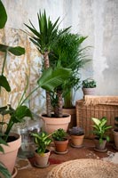 Collection of potted houseplants 
