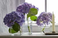 Hydrangea flowers in vases on windowsill 