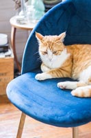 Pet cat on blue chair 