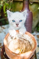 White kitten with blue eyes - pet cat