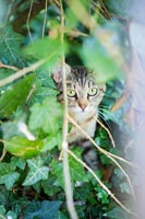 Pet cat in the garden 