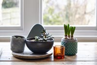 House plants on table 