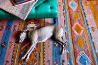 Large pet dog on rug