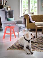 Pet dog in modern living room  