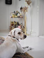Charlotte Cueniau - Pet dog