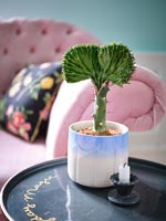 Pot plant on side table in modern living room 