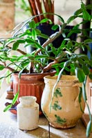 Houseplant and ceramic jugs 