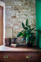 Houseplant on wooden chest of drawers 