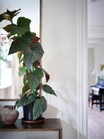 House plant on console table 