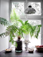 Vase with ferns in the window