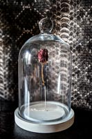 Dried single red rose - flower in glass display case 