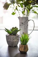 Small houseplants and vase of flowers 