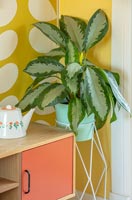 Houseplant on stand in colourful living room 