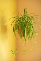 Spider plant in hanging pot against yellow painted walls 