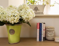 Houseplant in green pot on shelf next to books 