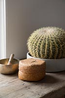 Modern cactus plant 