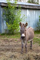 Country donkey 