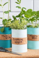Painted tin cans with cork band for labelling the herbs planted in the tins