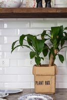 Modern house plant box