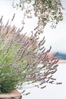 Close up planted lavender 