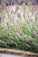 Close up planted lavender 