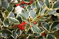 Winter holly and berries 