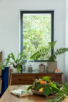 Collection of house plants 