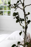 Branches in simple white cottage bedroom 