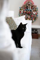 Black cat on sofa
