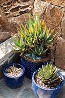 Collection of cactus plants 