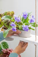 Woman adding potted houseplant to tiered shelving unit