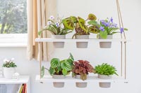 Tiered shelving unit with mix of houseplants