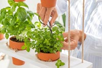 Woman cutting potted herbs with scissors