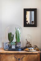 Houseplants in domed glass display case on chest of drawers 