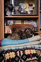 Pet cat on pile of blankets on old wooden chair 